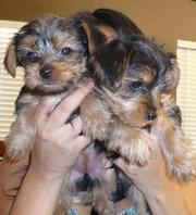 Two gorgeous Yorkie puppies available for adoption, 